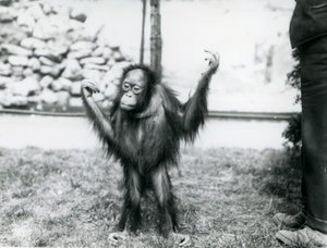 1915年6月、ロンドン動物園での若いオランウータン